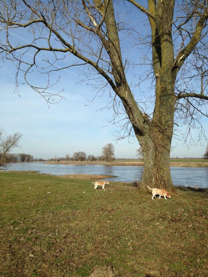 An Den Elbwiesen Gaestezimmer "Weissstorch" Nur Nichtraucher Dommitzsch Eksteriør bilde
